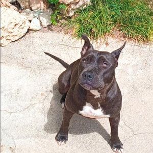 Meet your Posher, Oscar